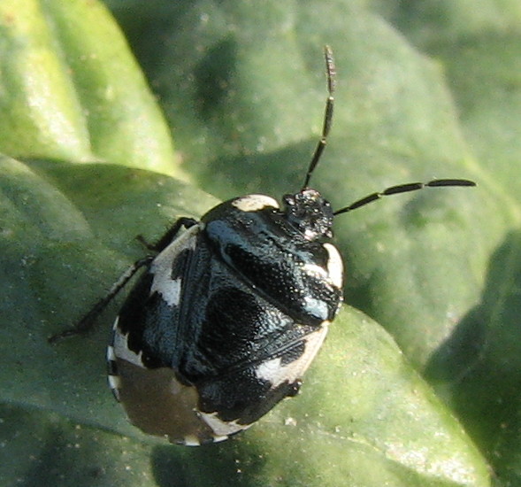 Cydnidae: Tritomegas  bicolor